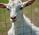 Эко-парк "Балчуг" на берегу р. Енисей Эко-парк "Балчуг" на берегу р. Енисей