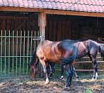 Эко-парк "Балчуг" на берегу р. Енисей Эко-парк "Балчуг" на берегу р. Енисей