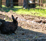 Эко-парк "Балчуг" на берегу р. Енисей Эко-парк "Балчуг" на берегу р. Енисей