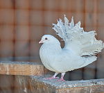 Эко-парк "Балчуг" на берегу р. Енисей Эко-парк "Балчуг" на берегу р. Енисей